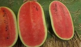 如何精準快速吃瓜,揭秘精準快速吃瓜攻略