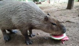 動(dòng)物看人類吃瓜,動(dòng)物眼中的“吃瓜群眾”