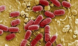 吃乳瓜胃脹,揭秘原因及預防措施