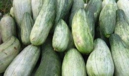 酥瓜孕婦可以吃嗎,安全與營養兩不誤