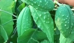 臺灣和東北吃瓜,兩岸瓜果飄香，共享甜蜜時光