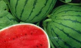 瓜不能隨便吃視頻,揭秘不能隨便吃的瓜類真相