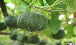 什么瓜帶皮吃,盡享自然之美——揭秘“帶皮吃瓜”的獨(dú)特魅力