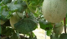 有人吃哈密瓜,探尋瓜中佳肴的獨特魅力