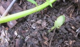 佛手瓜芽怎吃,佛手瓜芽的多樣食法探索