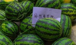 吃瓜怎么操作,輕松掌握吃瓜技巧，暢享夏日清涼