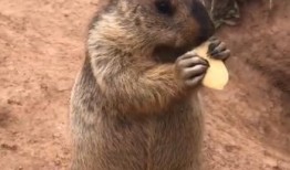 樹下吃瓜土撥鼠圖片搞笑,土撥鼠搞笑吃瓜瞬間