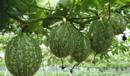 吊瓜適合和什么一起吃