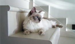 布偶貓吃瓜圍觀,萌寵視角下的趣味生活瞬間