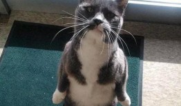 吃瓜貓熱嗎,吃瓜貓如何應對高溫挑戰？