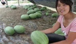 工程吃瓜,揭秘建筑行業背后的趣味故事