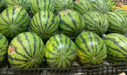 東莞到深圳吃瓜,探尋兩地瓜果飄香的風(fēng)味之旅