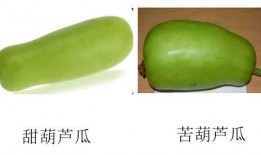 只吃葫蘆瓜可以吃的嗎,揭秘葫蘆瓜的營養與食用價值